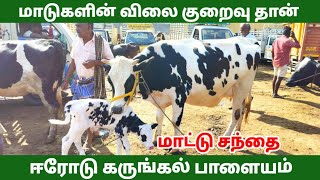 மாடுகளின் விலை குறைவு மாடுகள் அதிக வரவு கருங்கல் பாளையம் மாட்டு சந்தை.