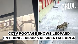 This Video of Leopard Entering Jaipur's Residential Area Will Give You Goosebumps