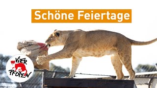 Schöne Feiertage! | VIER PFOTEN