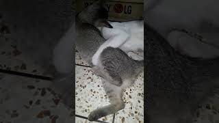 ওরা একটা বিপদ ঘটাবে #youtubeshort #catlover #video #cat #youtubeshort