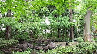 のんびり散歩　荻窪　大田黒公園　2020/7/6 48