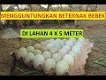 Download TERNAK ITIK PETELUR LAHAN SEMPIT KANDANG 4X5M (Record via HP) In Mp4 3Gp Full HD Video