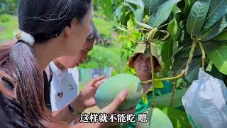 告别大凉山来到攀枝花，这里的芒果竟如此之大，小沈嘴馋了。