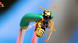 Coyote Peterson gets stung by yellow jacket