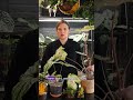 Каладиум. Один из любимых крупных сортов. каладиум plants