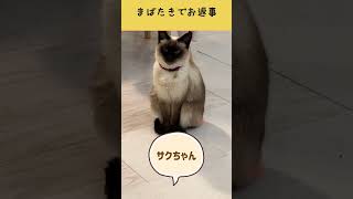 【保護猫】まばたきであいさつするねこ#Shorts