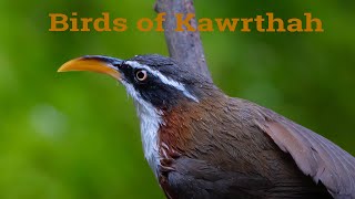 Birding in Kawrthah | Relaxing Nature Video |4k