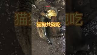 猫狗共碗，小猫恶起来小狗都知道怕