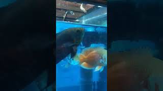 ഓസ്കാർ ഫിഷ് ഫീഡിങ് | Oscar Fish