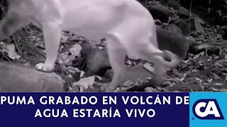 Posibles rugidos de puma durante rastreos en volcán de Agua