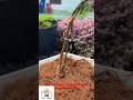 Hoa 10 Giờ | Cách làm 1 cây bonsai Hoa 10 giờ Đơn Giản #bonsaihoamuoigio  #bonsai  #hoa10gio