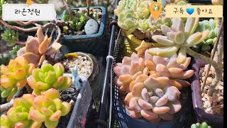 23.09. 25 3일동안 비소식이 있네요~ 강수량이 많지않아 비맞추려구요#다육 #다육식물 #succulent #다육이키우기#succulent #多肉植物