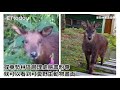 長鬃山羊、白鼻心、帝雉都來逛　大雪山遊樂區休園嬌客現