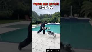 1억짜리 로봇강아지의 특별한 기능 ㅋㅋㅋㅋㅋ