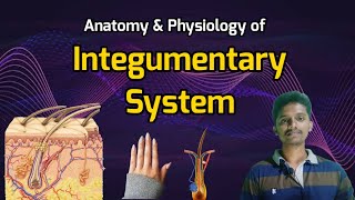 #10 Integumentary System | Anatomy, Physiology, and Functions