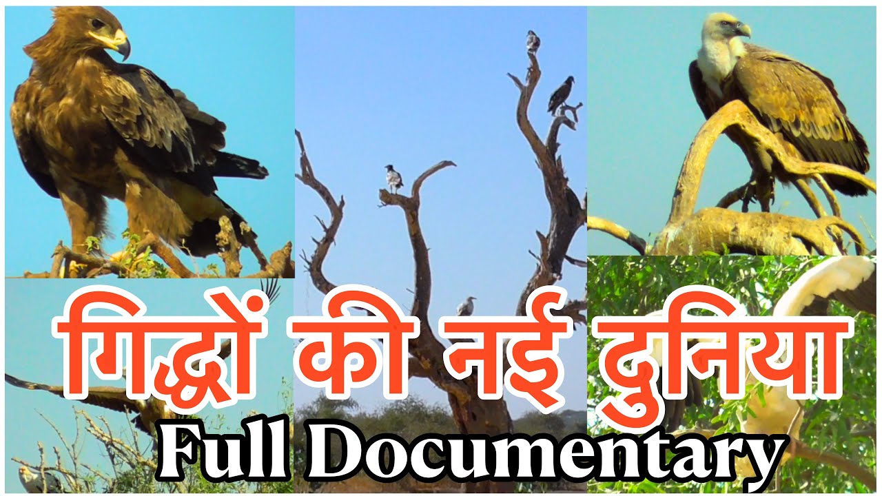 Vultures Eagles Of India Hindi Wildlife Documentary Extinct Giant