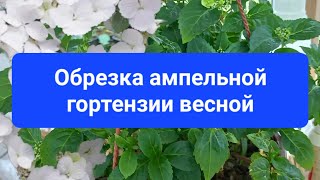 Формирование и обрезка ампельной гортензии весной.