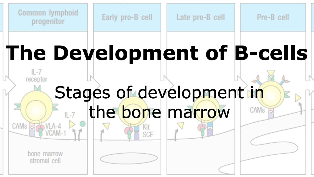 Development Of B-cells: Development In Bone Marrow - YouTube