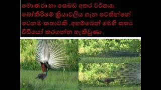 peacock මොණරා හා සෙබඩ