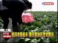 包心白菜價暴跌 產地開放免費採－民視新聞