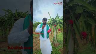 డ్రాగన్ ఫ్రూట్  సాగు ఎలా మొదలు పెట్టాలి #agricareers #karshakavanivideos #karshakavani