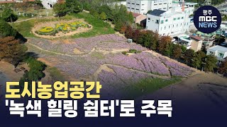 도시농업공간...'녹색 힐링 쉼터'로 주목 (뉴스투데이 2024.11.12 광주MBC)