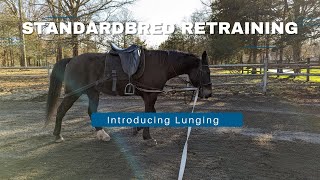 Standardbred Retraining Vlog Episode 6: Lunging to build strength and balance