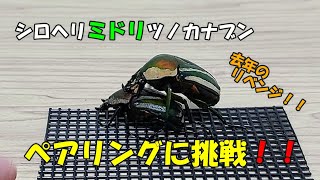 【タンザニアの宝石】フルーツの香りがするカラフルな昆虫の交尾が神秘的だった！【シロヘリミドリツノカナブン】