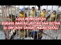 cara membedakan burung manyar jantan dan betina di omyokan #manyar #manyargacor #burungmanyar