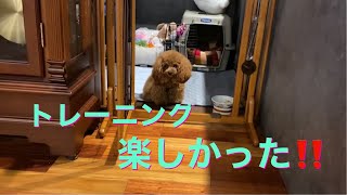 【トロ楽しくトレーニング】 トロがとにかく可愛い動画  #ドッグホテルシェリー  #ドッグスクールシェリー   #トイプードル生活 #宇野昌磨 #宇野樹 #Uno1ワンチャンネル #アスリートと愛犬