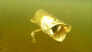 Fishing: pike vs perch lure comparison underwater attacks. Рыбалка щука на щуку и окуня атака.