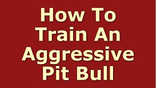 How To Train An Aggressive Pit Bull Terrier | Training An Aggressive Dog