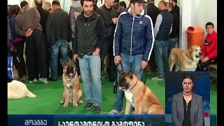 ძაღლების საერთაშორისო გამოფენა-კონკურსი თბილისში