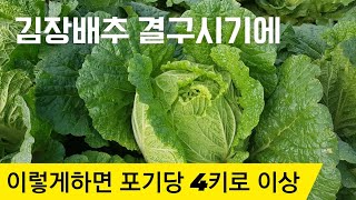 배추 결구시기에 영양관리 물관리 이렇게하면 포기당 4kg 이상 됩니다 ( 맛있고 단단한 배추 만드는 방법) #김장배추 #김장배추 재배방법