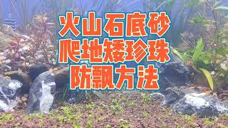 火山石底砂栽不住水草？ 沒掌握正確方法！ 爬地矮珍珠防飄栽種方法