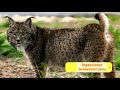 Наука для детей Животные Рысь Лучшие кадры с хищником. lynx bobcat Про животных для детей