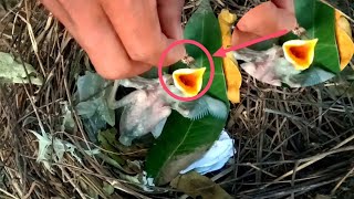 Feed the myna chicks at nest # 6 [Animals Birds]