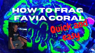 Fragging a beautiful Favia coral