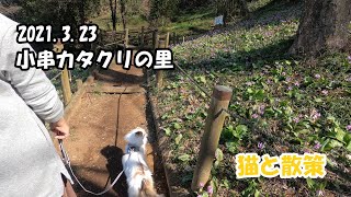 【猫と散策】小串カタクリの里散策　 [Walking with a cat] Walking around ogushi Katakuri no Sato