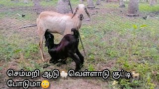 செம்மறி ஆடு வெள்ளாடு குட்டி போடுமா😳//semmari aadu valarpu in tamil