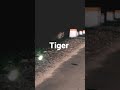 Tiger caught in camera🔥🔥 tiger reserve  bandipur forest karnataka