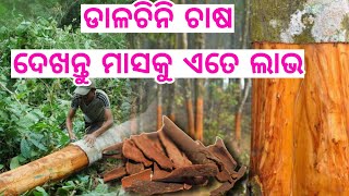 Dalchin Farming explained in Odia, how to start, grow, care Dalchin tree, total investment profit