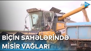 Saatlıda taxıl sahələrində kütləvi şəkildə Misir vağlarına rast gəlinir