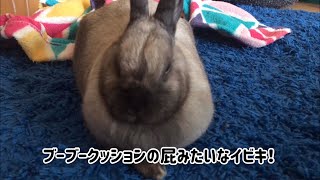 Does rabbit snore? イビキをかくうさぎ！？