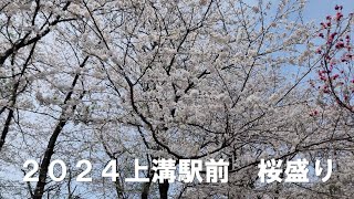 2023to2024 上溝駅前の桜☆☆散りゆく桜を惜しむ☆☆