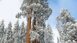 Beautiful Peaceful music, Relaxing  Soothing Instrumental music 4K " Sequoia Snowfall" by Tim Janis