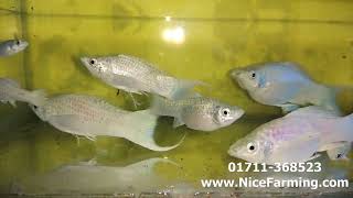 Platinum Radium White Molly Fish Price in Bangladesh