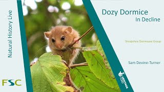 Dozy Dormice in Decline