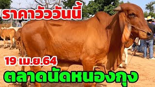 ราคาวัววันนี้(19 เม.ย.64) วัวราคามินิ วัวราคาจับต้องได้สำหรับเกษตรกร ตลาดนัดหนองกุง อ.นาเชือก จ.มค.