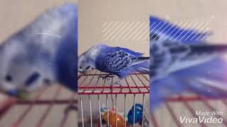 インコのTail 二世•痒い痒いからの羽根繕い